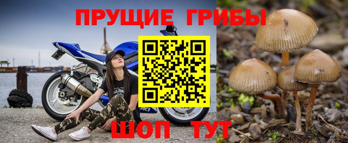Псилоцибиновые грибы Psilocybine cubensis Кызыл